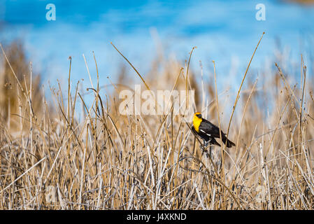 Gelb-vorangegangene Amsel auf Rohrkolben in ein Sumpfgebiet Prairie, Alberta, Kanada Stockfoto