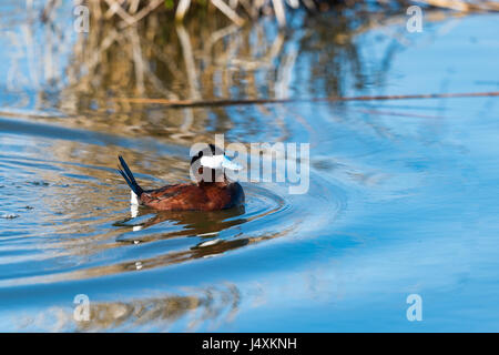 Ruddy Duck in einem Prairie See, Alberta, Kanada Stockfoto