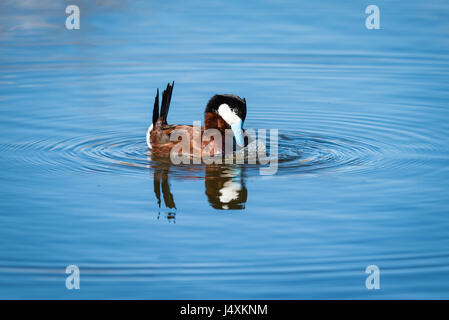 Ruddy Duck in einem Prairie See, Alberta, Kanada Stockfoto