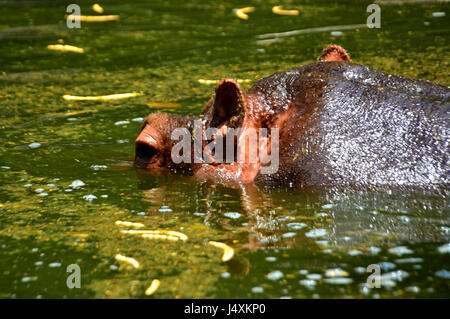 Junge Nilpferd, Nilpferd amphibische Stockfoto