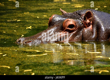 Junge Nilpferd, Nilpferd amphibische Stockfoto