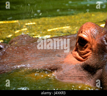 Junge Nilpferd, Nilpferd amphibische Stockfoto