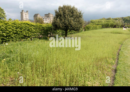 Helmsley Castle mit Blick auf den Helmsley Walled Garden mit einem neuen Demo Kornblume Wiese Einpflanzen Stockfoto