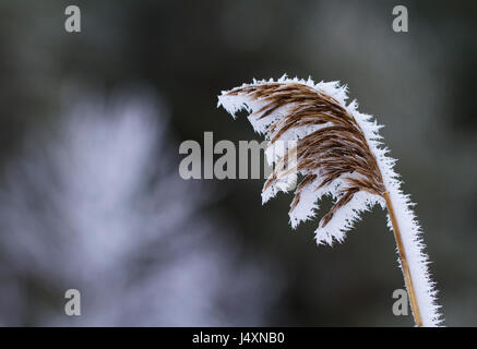 Gemeinsamen Schilf Phragmites Australis, bedeckt in Frost im Kurjenrahka Nationalpark in Finnland. Stockfoto