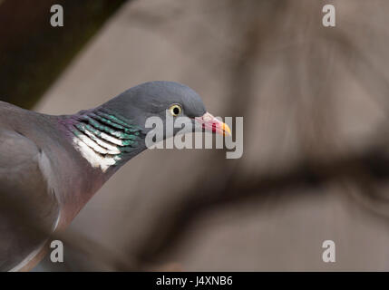 Gemeinsamen Ringeltaube Columba Palumbus, hocken auf seinem Verschachtelung Baum in Finnland. Stockfoto