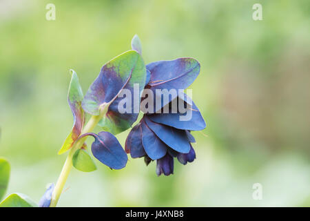 Cerinthe großen Purpurascens. Honeywort / Garnelen Pflanze Blue / Blue Wachs Blume Stockfoto