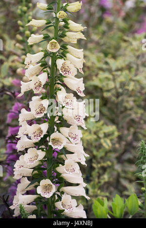 Digitalis Purpurea "Dalmatinischen Cream". Fingerhut Stockfoto