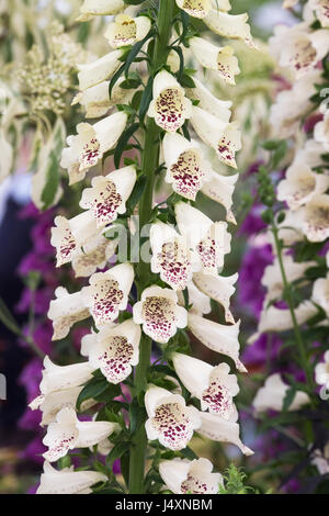 Digitalis Purpurea "Dalmatinischen Cream". Fingerhut Stockfoto