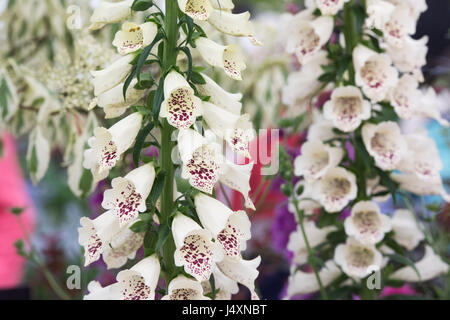 Digitalis Purpurea "Dalmatinischen Cream". Fingerhut Stockfoto