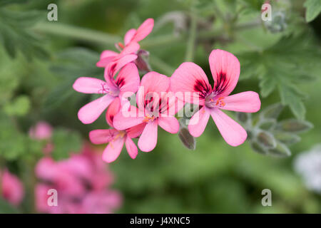 Pelargonium 'Roller's Satinique' Blumen. Duftenden Geranien Stockfoto