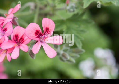 Pelargonium 'Roller's Satinique' Blumen. Duftenden Geranien Stockfoto