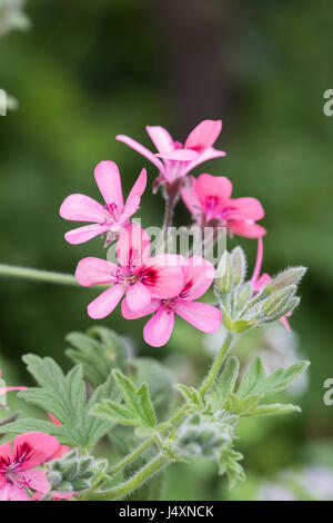 Pelargonium 'Roller's Satinique' Blumen. Duftenden Geranien Stockfoto