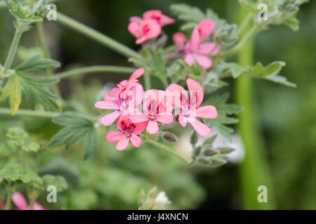 Pelargonium 'Roller's Satinique' Blumen. Duftenden Geranien Stockfoto