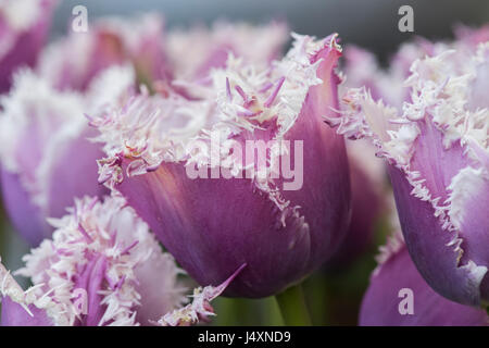 Tulipa. Tulpe "Cummins". Gefranste Tulpen Stockfoto