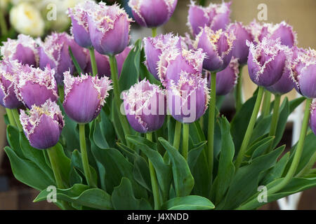 Tulipa. Tulpe "Cummins". Gefranste Tulpen Stockfoto