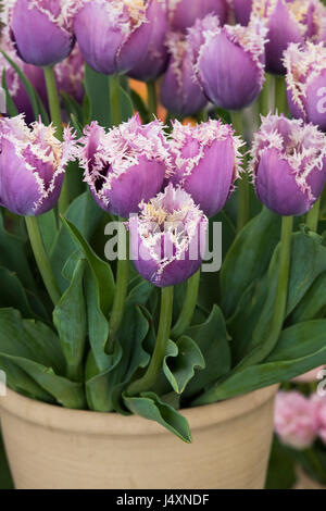 Tulipa. Tulpe "Cummins". Gefranste Tulpen Stockfoto