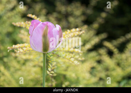 Tulipa. Tulpe "Grönland". Tulipa "Groenland". Viridiflora Tulpe Stockfoto