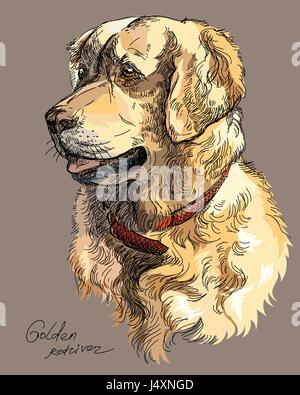 Vektor-Porträt der bunte Hund Golden Retriever hand Zeichnung Illustration auf braunem Hintergrund Stock Vektor