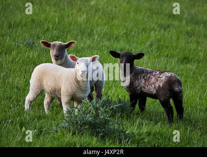 Lämmer und Ewe auf Grünland in North Yorkshire. Stockfoto