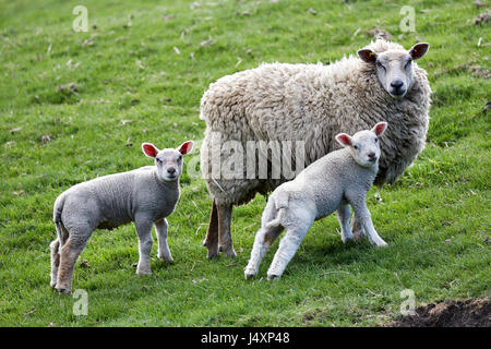 Lämmer und Ewe auf Grünland in North Yorkshire. Stockfoto