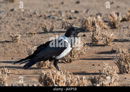 Corvo Pettobianco (Corvus Albus), Pied Crow Stockfoto