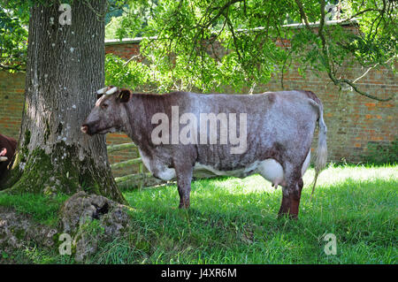 Shorthorn Kühe im Schatten eines Baumes. Shropshire. Stockfoto