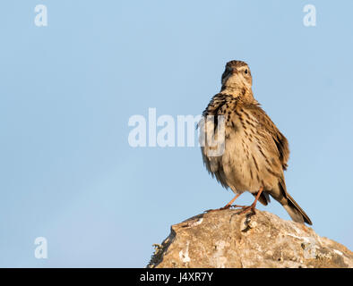 Wiese Pieper (Anthus Pratensis) thront auf einem Felsen, Pembrokeshire Stockfoto