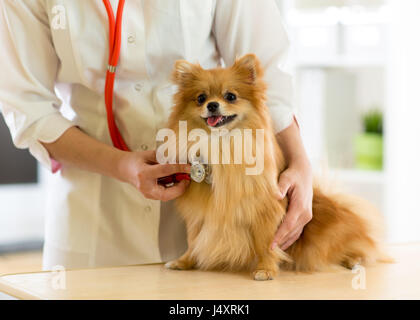 der Tierarzt untersucht die Hunderassen Spitz mit Stethoskop in Klinik Stockfoto