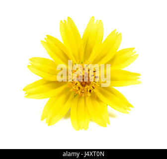gelben Blüten isoliert auf weißem Hintergrund Stockfoto