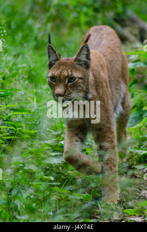 Luchs im forrest Stockfoto