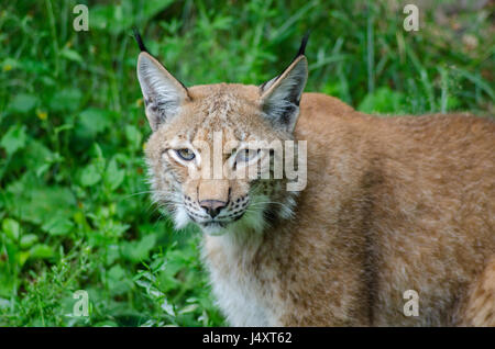 Luchs im forrest Stockfoto