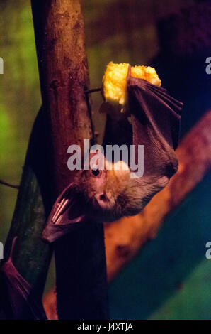 Fledermaus an einem Apfel füttern Stockfoto