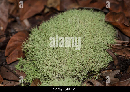 Eine Art von Flechten (?) Cladonia) fand auf dem Boden des Amazonas-Regenwaldes Stockfoto