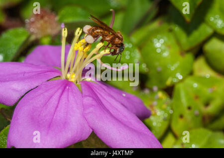 Eine Wespe, die Bestäubung einer nicht identifizierten rosa Blume, Amazonas-Regenwald Stockfoto