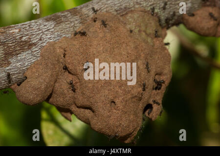 Unbekannte Spezies Ameise auf ihrem Nest, die fest mit dem Ast eines Baumes im Amazonas-Regenwald Stockfoto