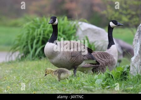 Kanadagans Branta Canadensis Familie, mit einem Gosling, Stand in der Nähe eines Teiches. Stockfoto