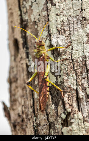 Riese Amazon Grasshopper oder Giant South American Grasshopper, (Tropidacris Violaceus) auf einem Baumstamm im Amazonas-Regenwald Stockfoto