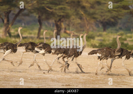 Herde von Strauß laufen, fliehen gemeinsam Raubtieres in Tansania, Afrika Stockfoto