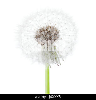 Löwenzahn (Saatgut Kopf) isoliert auf weißem Hintergrund. Stockfoto