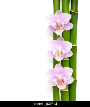 Drei Rosa Orchideen und Zweige der Bambus auf weißen liegen.  Isolierte Hintergrund. Von oben gesehen. Stockfoto