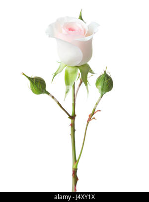 Hellrosa Rose auf weißem Hintergrund isoliert. Garten rose Stockfoto