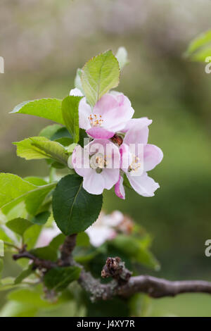 Nahaufnahme der Apfelblüte von Malus domestica 'Bramley's Seedling' im Frühling in einem englischen Garten, England, Großbritannien Stockfoto