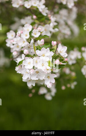 Apfelblüte von Malus haufensis, Hupeh Krabbe Blüte in einem englischen Garten im Frühjahr, England, UK Stockfoto