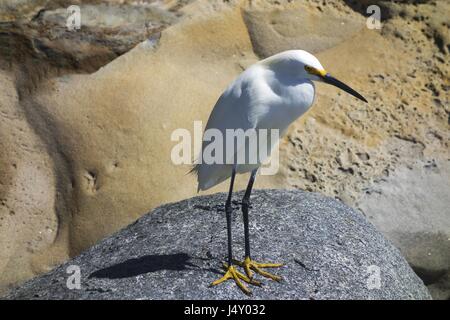 Großer Weißer Reiher (Egret oder Ardea Alba) Weißer Vogel, der auf Felsen steht. Torrey Pines Beach Waterfront, San Diego, Kalifornien, Usa Stockfoto