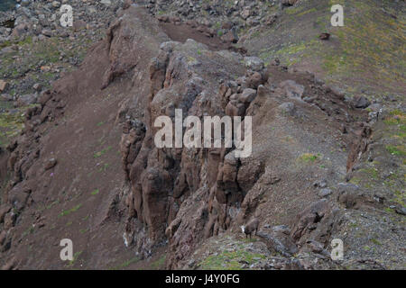 Putorana Schnee ram (Putorana Big Horn ram). Dyolochi River. Endemische Tiere der Putorana Plateau. Nördlich von Russland. Sibirien. Putorana finden. Russland. Stockfoto