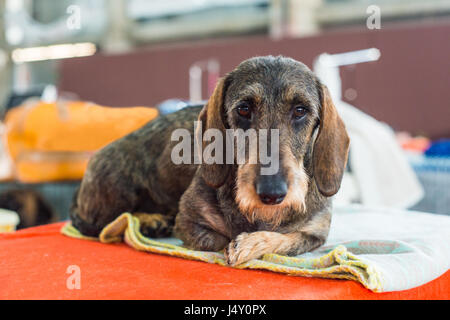 Wunderschöne Irish Terrier liegen unten und auf der Suche in die Kamera Stockfoto