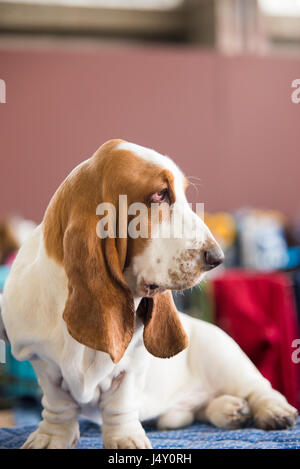 Basset Hound. Gesunde reinrassige Hunde fotografiert. Stockfoto