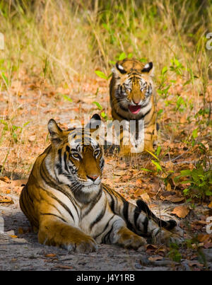 Zwei wilde Tiger im Dschungel. Indien. Bandhavgarh Nationalpark. Madhya Pradesh. Stockfoto