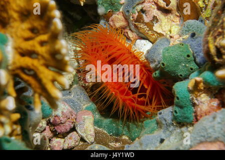 Marine zweischalige Molluske Flamme Jakobsmuschel, Ctenoides Scaber, Unterwasser in der Karibik Stockfoto