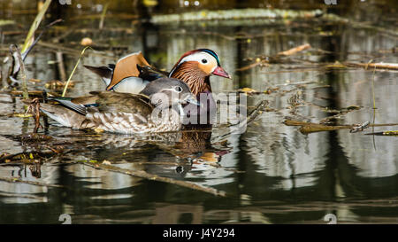 Die schöne männliche und weibliche Mandarinente (Aix Galericulata) mit ihren typischen bunten Gefieder im Wasser, Uppland, Schweden Stockfoto